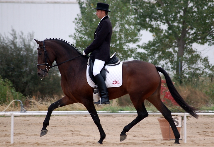 Stud Antonio San Román, stallion 4